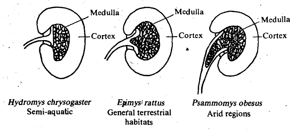 Ability of mammalian kidney, Biology